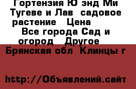 Гортензия Ю энд Ми Тугеве и Лав, садовое растение › Цена ­ 550 - Все города Сад и огород » Другое   . Брянская обл.,Клинцы г.